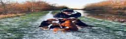 Beagle dogs for sale: Stunning KC beagles leave this weekend! - Advert 12