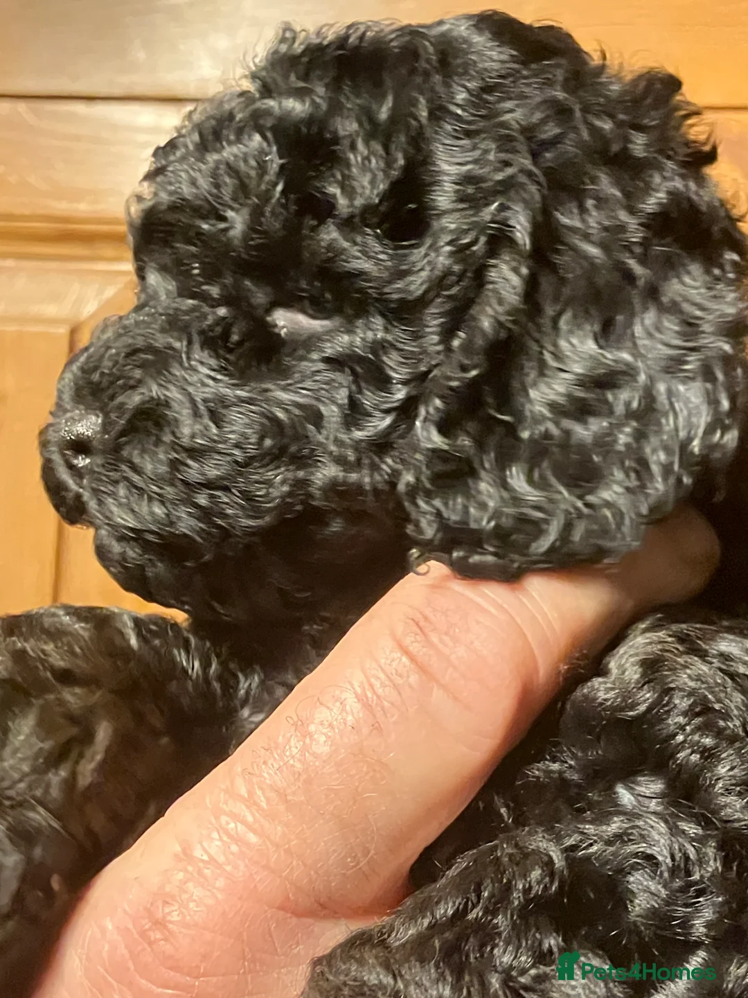 Cockapoo dogs for sale: COCKAPOO PUPPIES RED & BLACK in CAMBRIDGESHIRE  - Advert 4