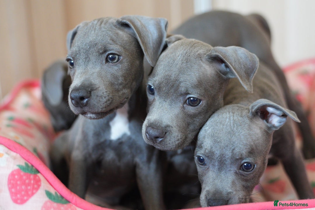 Staffordshire Bull Terrier dogs for sale: 🧸 Adorable Staffy puppies 🧸 - Image 20
