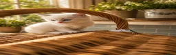 Ragdoll cats for sale: Beautifully Nurtured,Content Ragdoll Kittens - Advert 6