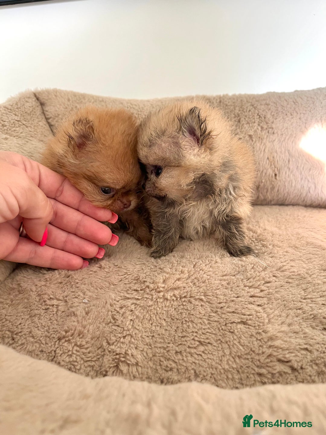 Pomeranian dogs for sale: Extremely Small🐻High Quality🏆Rare Beauty 🔥 - Advert 15