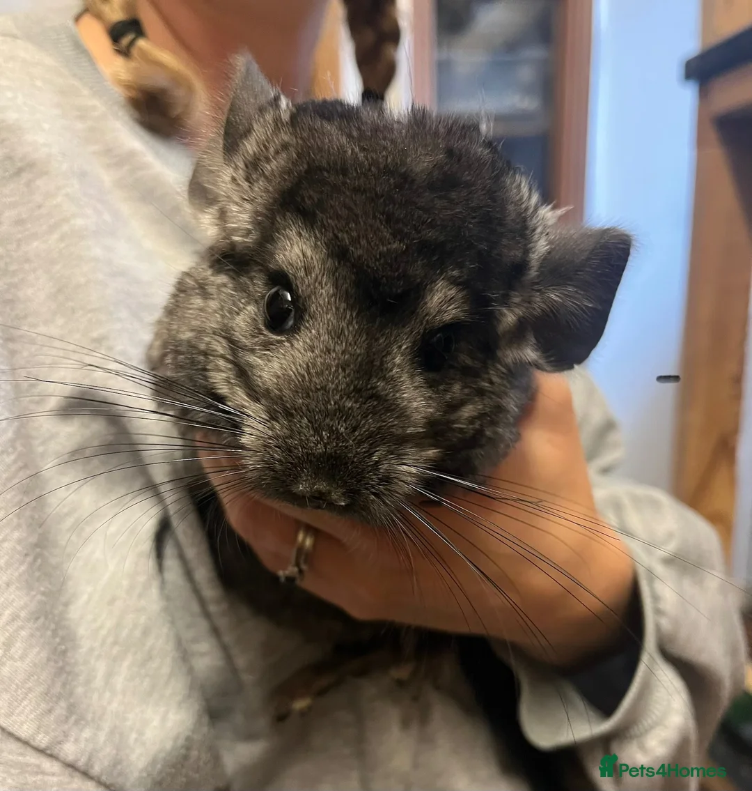 Chinchilla rodents for sale: Adorable female chinchilla kits - dorset  - Advert 1