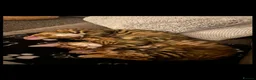 Toyger cats for sale: American toygers in Dewsbury - Advert 5