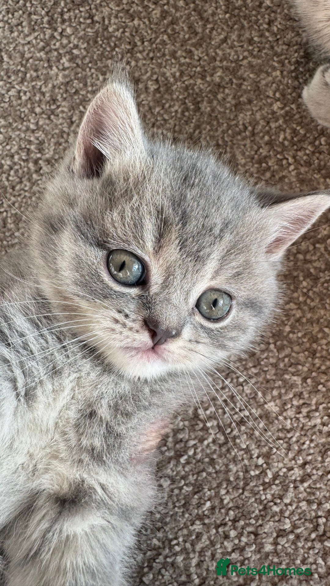 British Shorthair cats for sale: 5 British shorthair kittens  - Advert 1