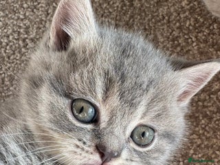 British Shorthair cats 5 British shorthair kittens - Advert 1