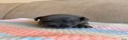 Staffordshire Bull Terrier dogs for sale: Gorgeous staffordshire bull terrier puppies - Advert 11