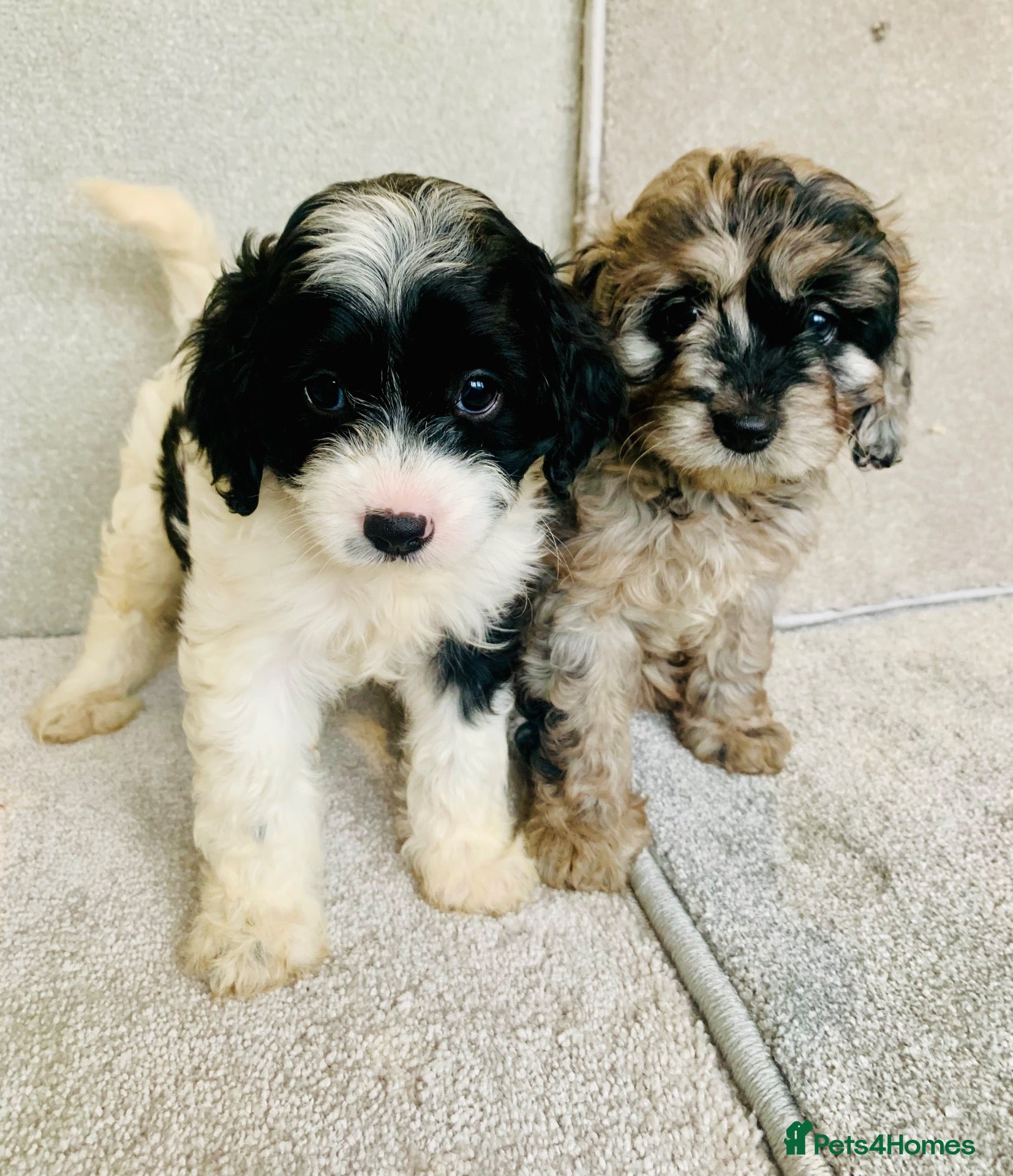 Cavapoo dogs Beautiful F1 Cavapoo puppies only one available  - Advert 8