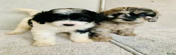 Cavapoo dogs for sale: Beautiful F1 Cavapoo puppies - Advert 6