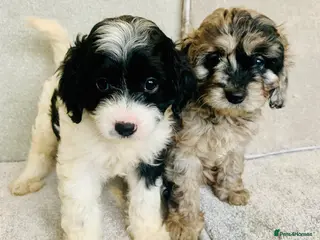 Cavapoo dogs Beautiful F1 Cavapoo puppies only one available - Advert 8