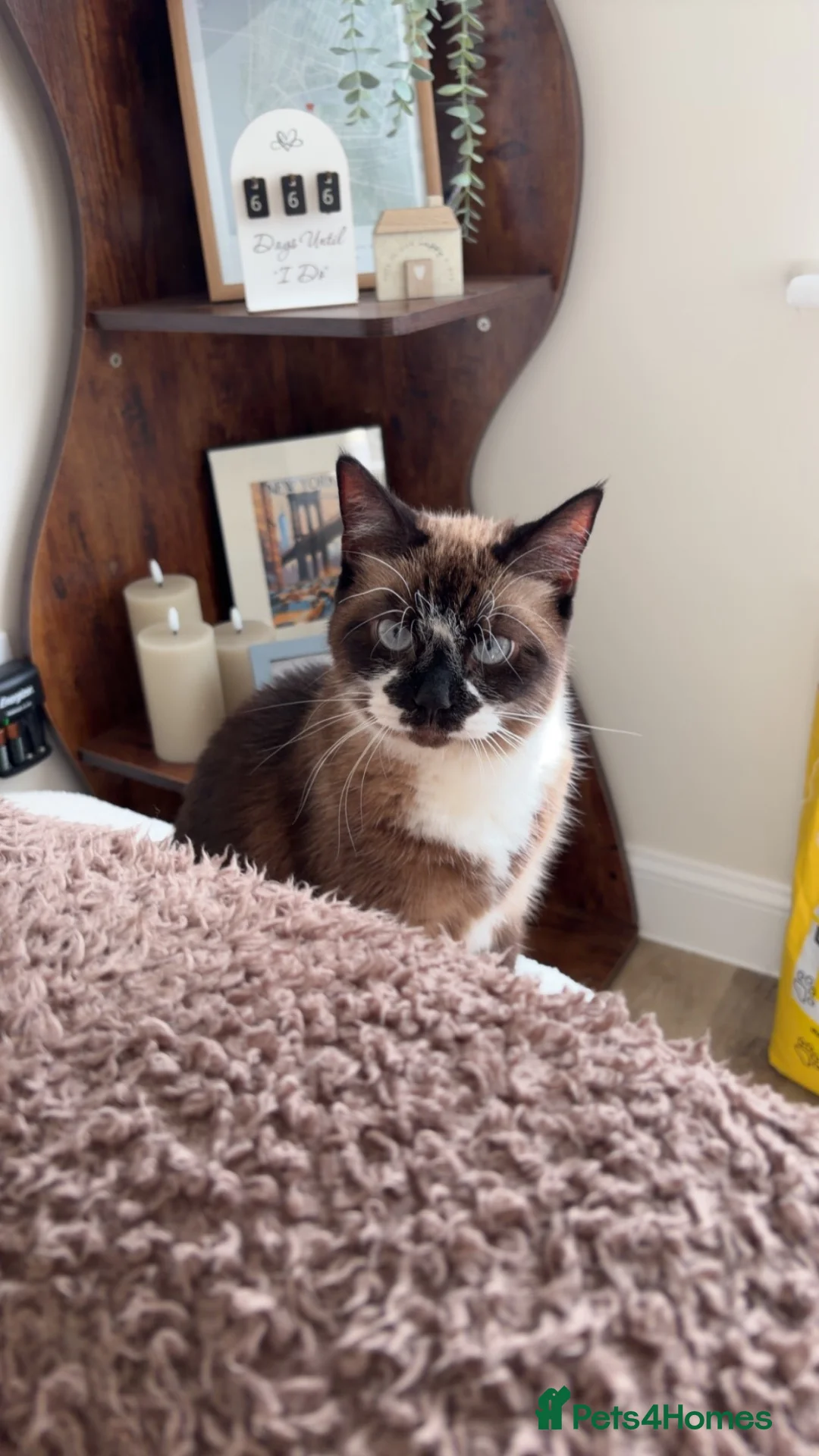Ragdoll cats for sale: Ragdoll 7yr old  in Nottingham - Advert 7