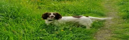 Sprocker dogs for sale: Ella's puppies  in Newcastle upon Tyne - Advert 1
