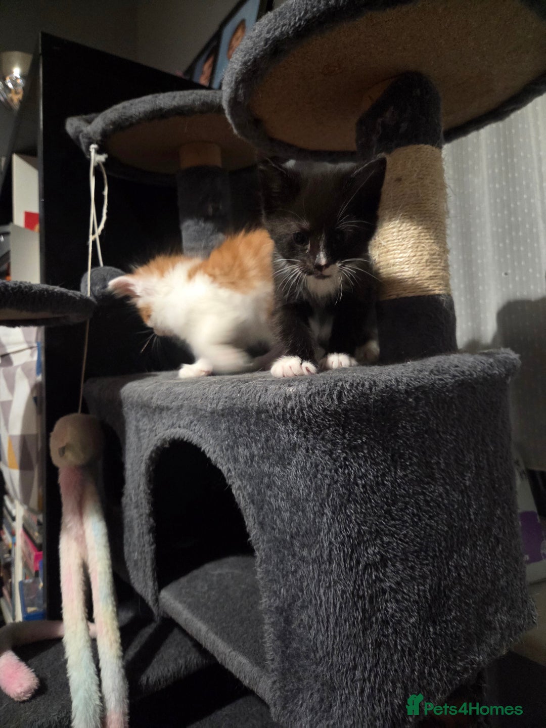 Mixed Breed cats for sale: 3 Gorgeous Male Kittens Looking for Forever Homes - Advert 16