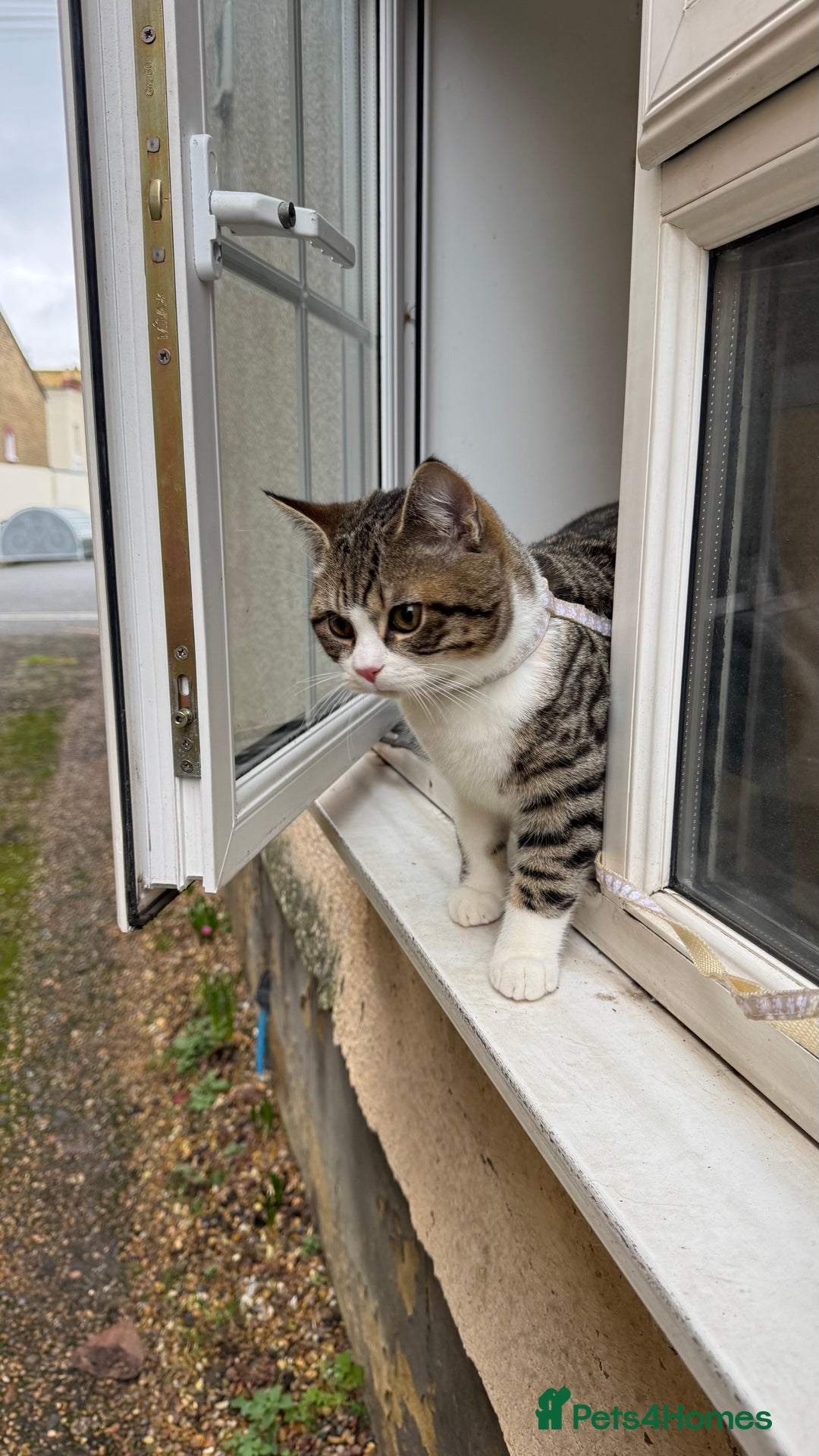 Mixed Breed cats for stud: Male DSH Calico  - Advert 2