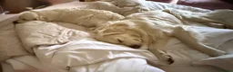 Golden Retriever dogs for sale: Beautiful Golden Retriever Puppies Expected June in Newark - Advert 10