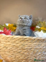 British Shorthair cats - Advert 2