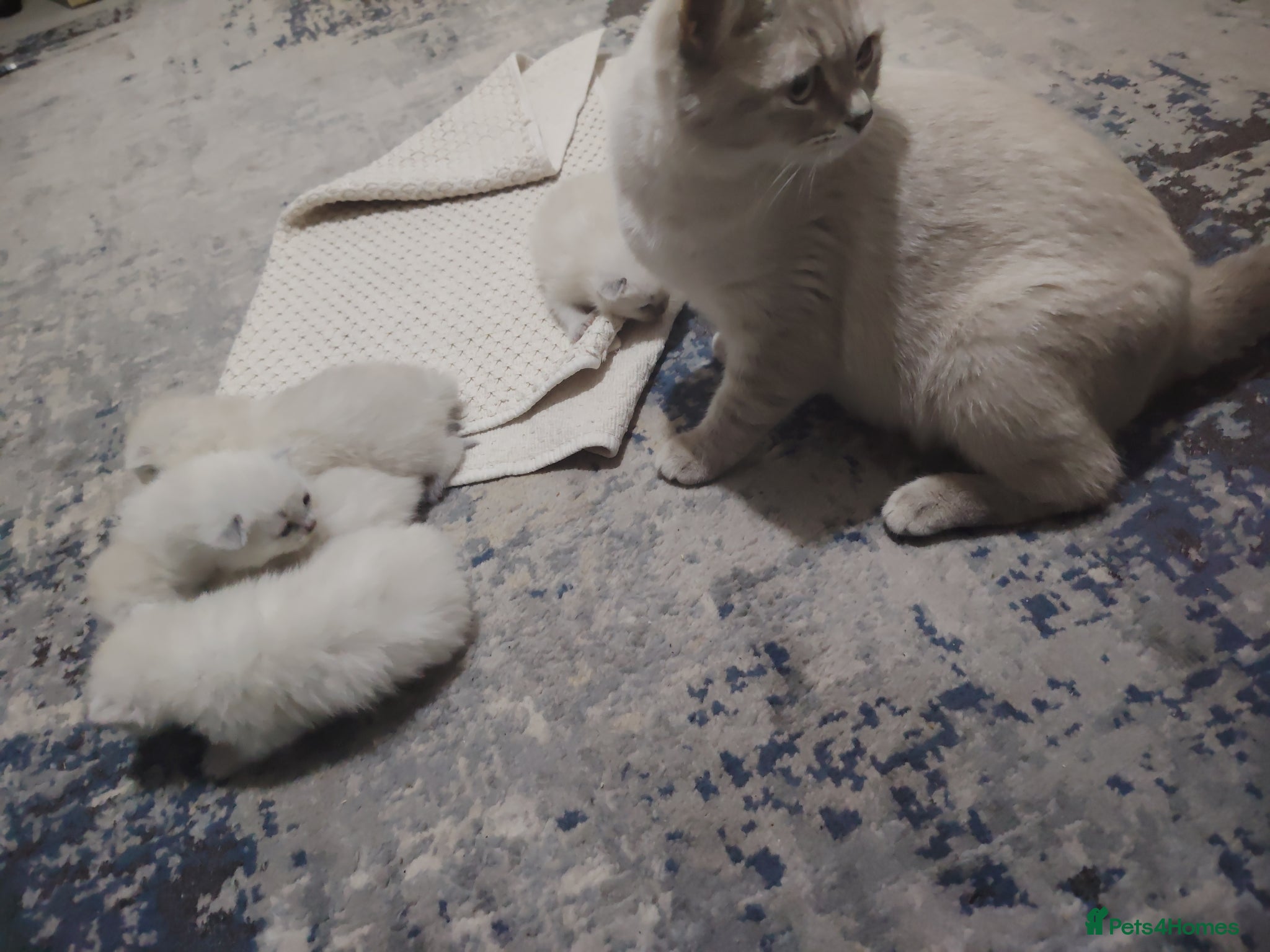 Ragdoll cats Blue Point fluffy Ragdoll kittens  - Advert 1