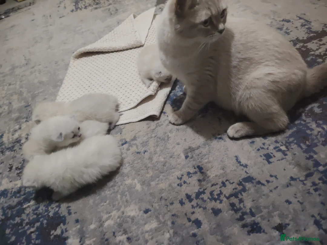 Ragdoll cats for sale: Blue Point fluffy Ragdoll kittens  in Leicester - Advert 1