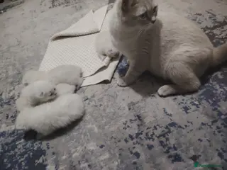 Ragdoll cats Blue Point fluffy Ragdoll kittens - Advert 2