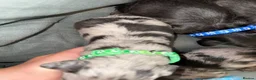 Dachshund dogs for sale:  6 mini long haired dachsunds - Advert 8