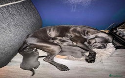 Cane Corso dogs for sale: Beautiful cane corso puppies  - Image 17