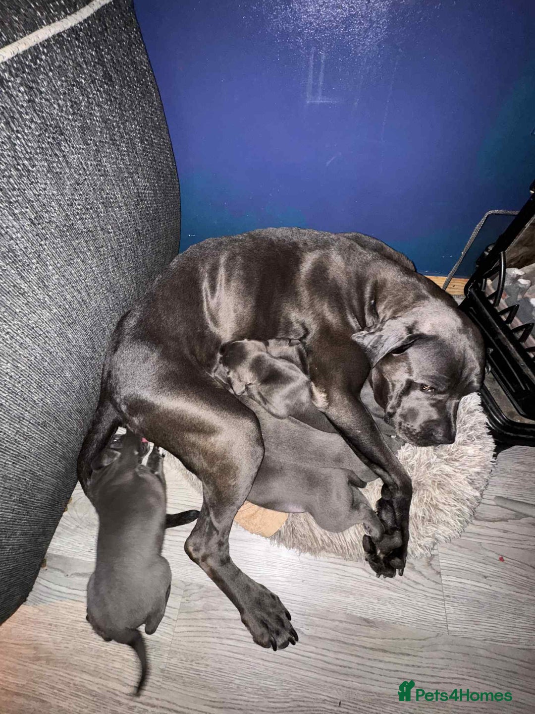Cane Corso dogs for sale: Beautiful cane corso puppies  - Image 17