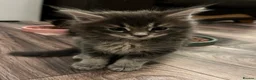 Maine Coon cats for sale:  Pedigree Maine Coon kittens - Advert 8