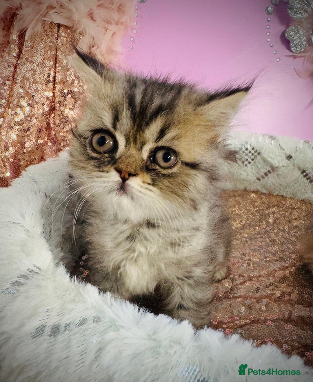 Turkish Angora cats for sale: Angora cross Persian kittens 🐱  - Image 6