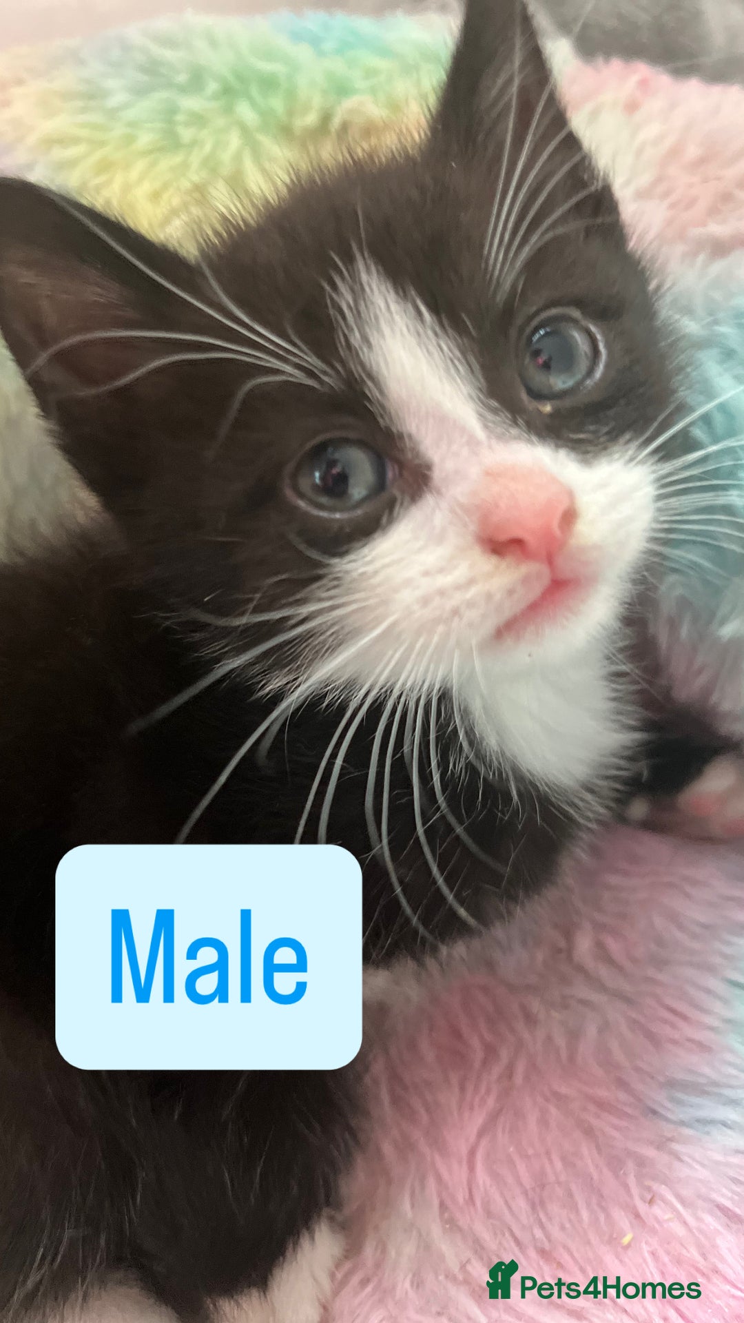 Mixed Breed cats for sale: Two handsome males and one stunning female kitten - Image 3
