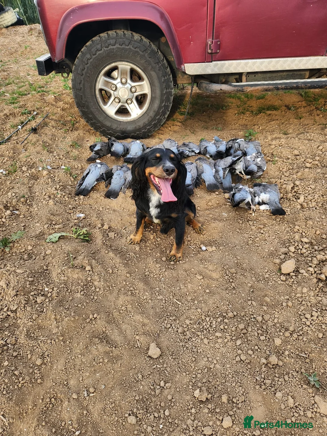 Cocker Spaniel dogs for stud: Pedigree working cocker spaniel  in Tonbridge - Advert 8