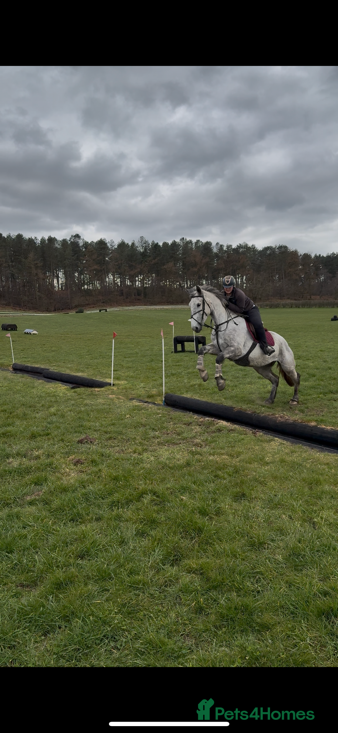 Irish Draught horses for sale: 16.3hh all round mare for sale  - Advert 10