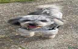 Cockapoo dogs for sale: 🐶F1 Cockerpoo Pups – Merle, Chocolate, Apricot 🐶 - Image 36