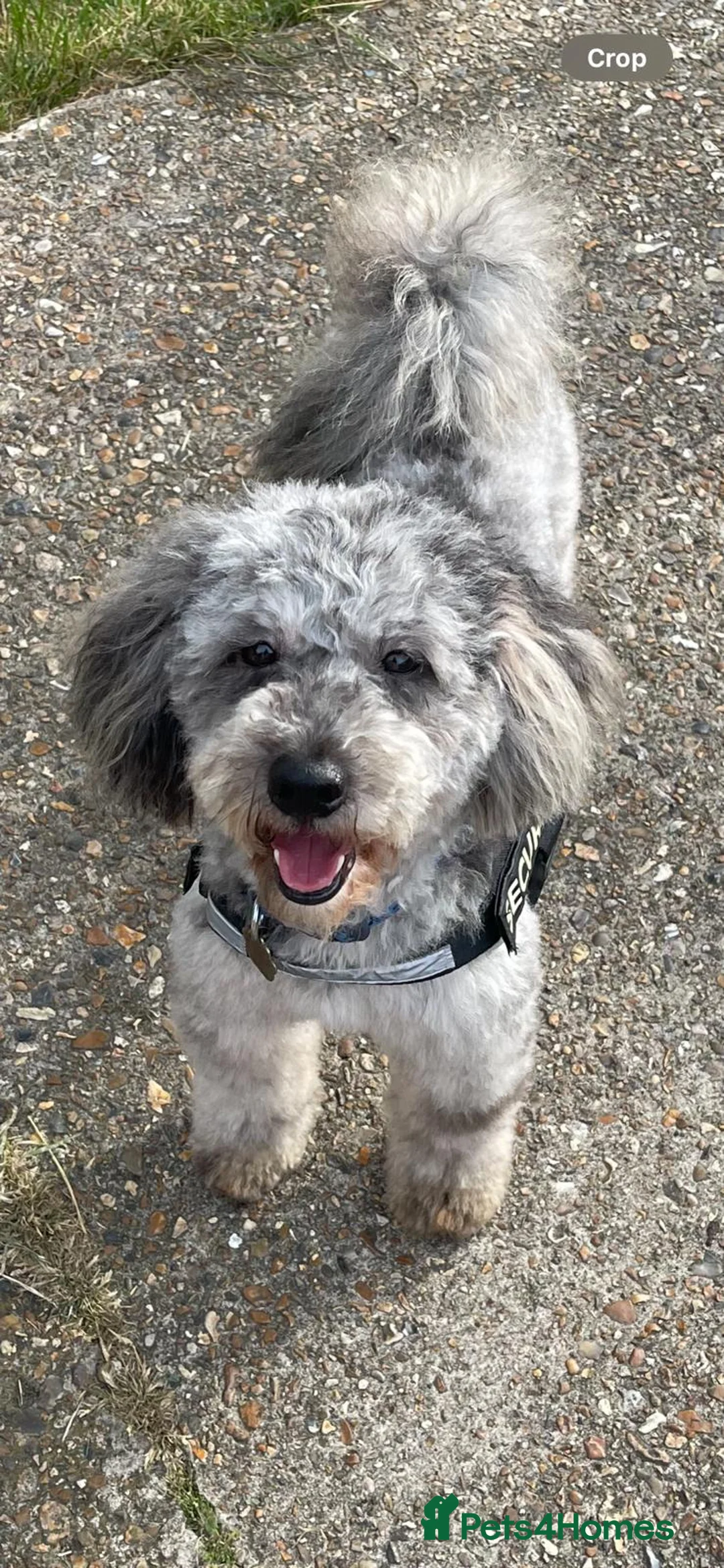 Cockapoo dogs for sale: 🐶 Black Girl (Tiny) 🐶 - Advert 13