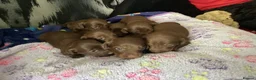 Dachshund dogs for sale: Chocolate and tan dachshunds - Advert 12