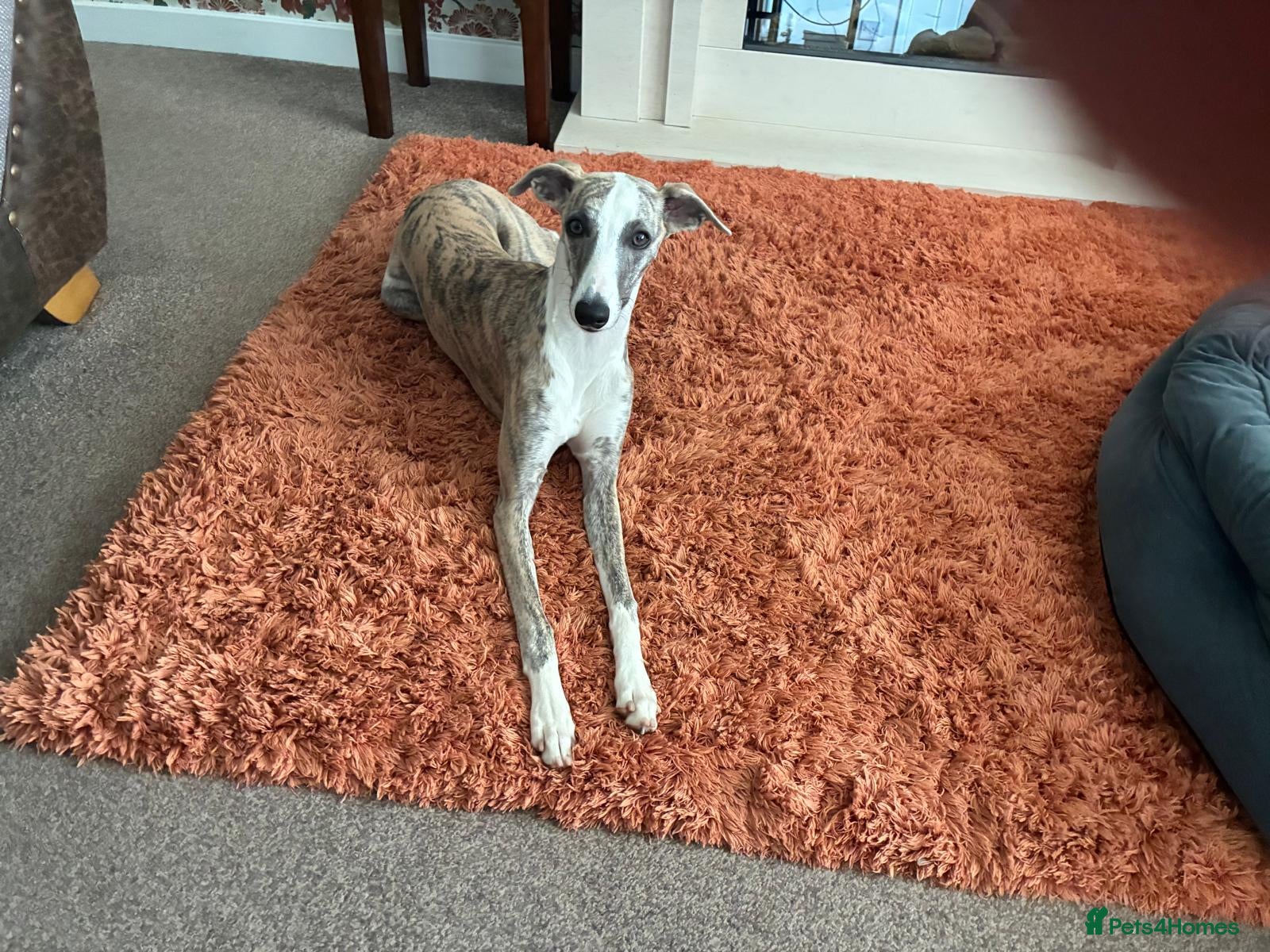 Whippet dogs Whippet bitch 7 months old  - Advert 1
