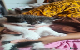 Mixed Breed cats for sale: Ragdoll mixed kittens - Image 13