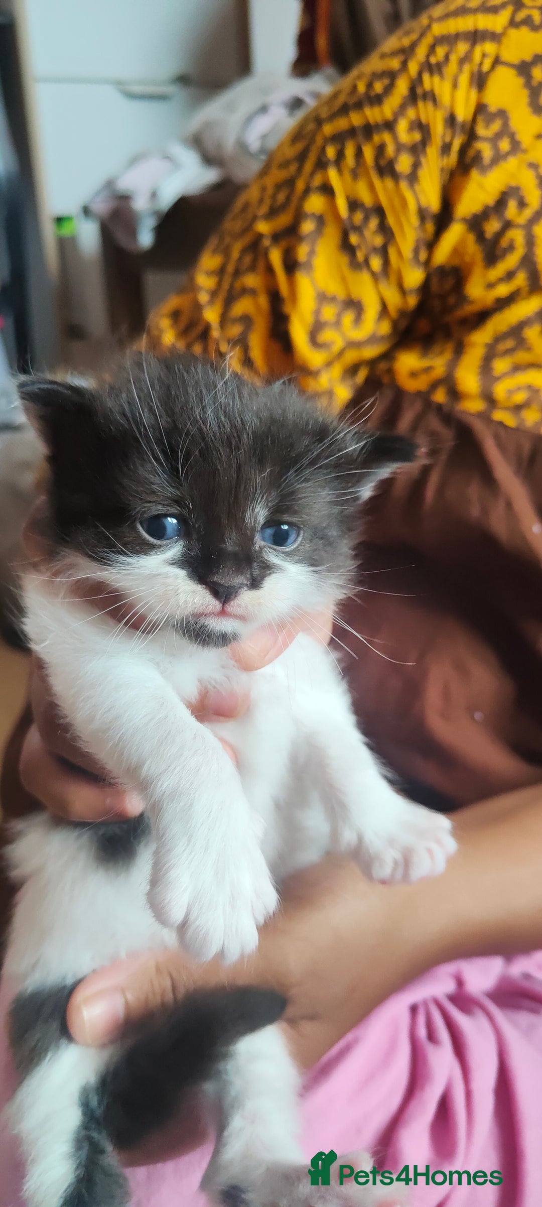 Mixed Breed cats for sale: Ragdoll mixed kittens - Image 13
