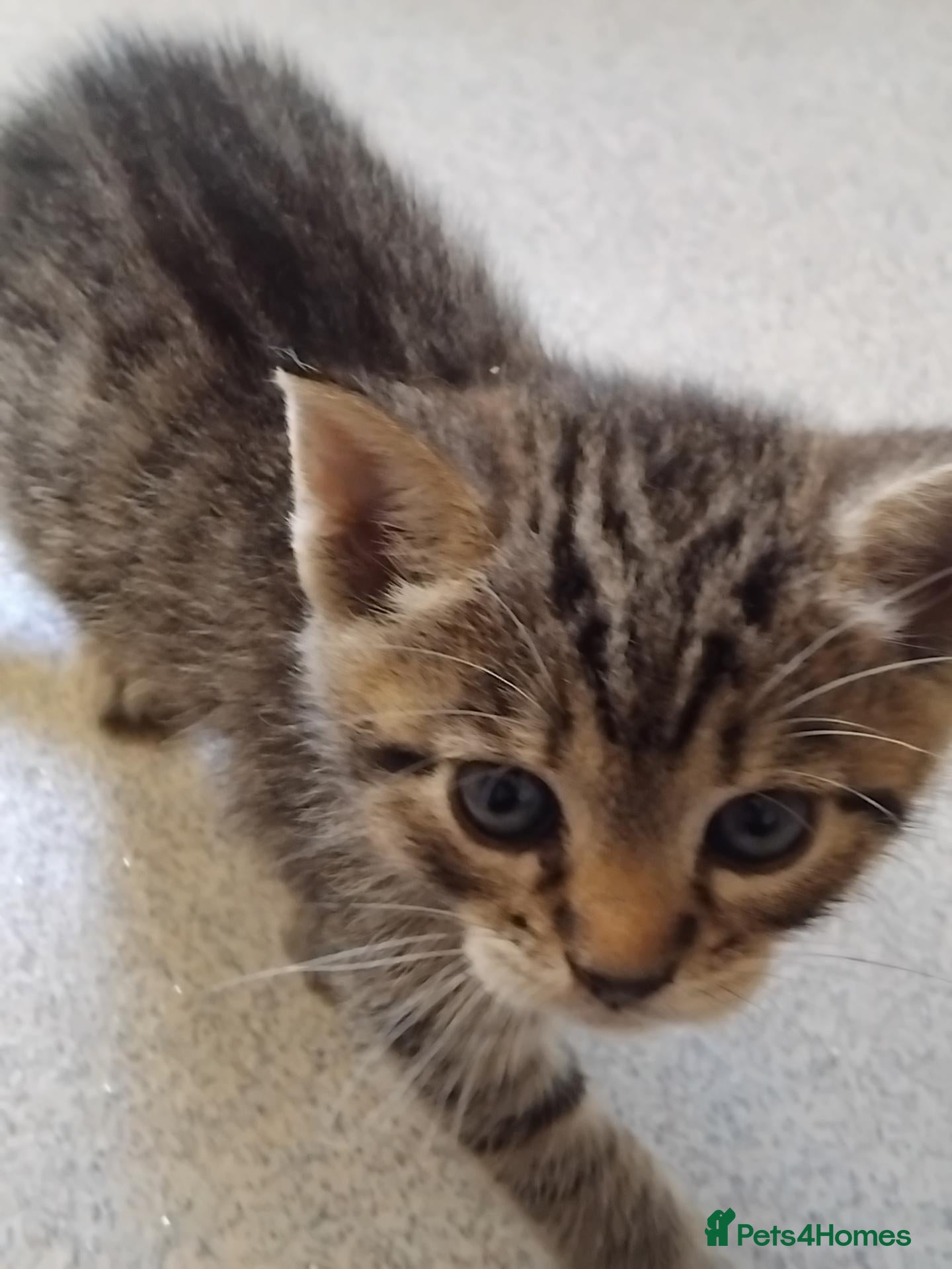 Mixed Breed cats Lovely Bengal x kitten for sale. - Advert 12