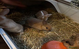 Mixed Breed rabbits for sale: Beautiful litter of mixed  rabbits ( dad a Rex)  - Image 5