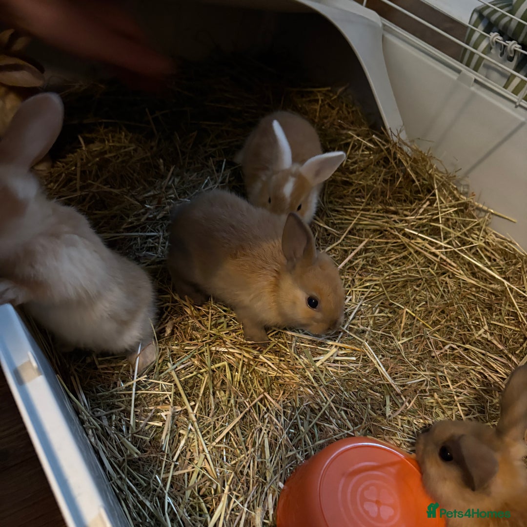Mixed Breed rabbits for sale: Beautiful litter of mixed  rabbits ( dad a Rex)  - Image 5