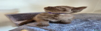 Chocolate female (purple)