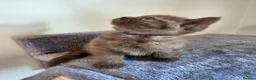 British Shorthair cats for sale: Chocolate BSH Female Kittens | TICA Registered - Advert 9