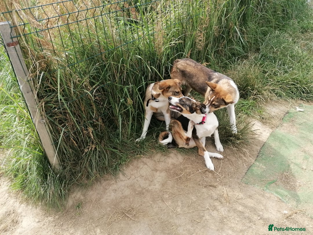Mixed Breed dogs for adoption: 💖🐶 ZEENA 🐶💖 - Image 4