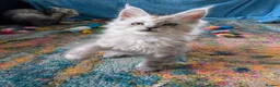 Maine Coon cats for sale: TICA Registered Maine Coon Kittens  - Advert 3