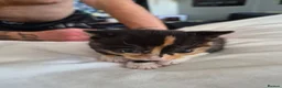 Mixed Breed cats for sale: Beautiful calico male kitten - Advert 3