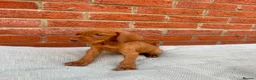 Hungarian Vizsla dogs for sale: KC registered Hungarian Vizsla puppies in Aberlour - Advert 5