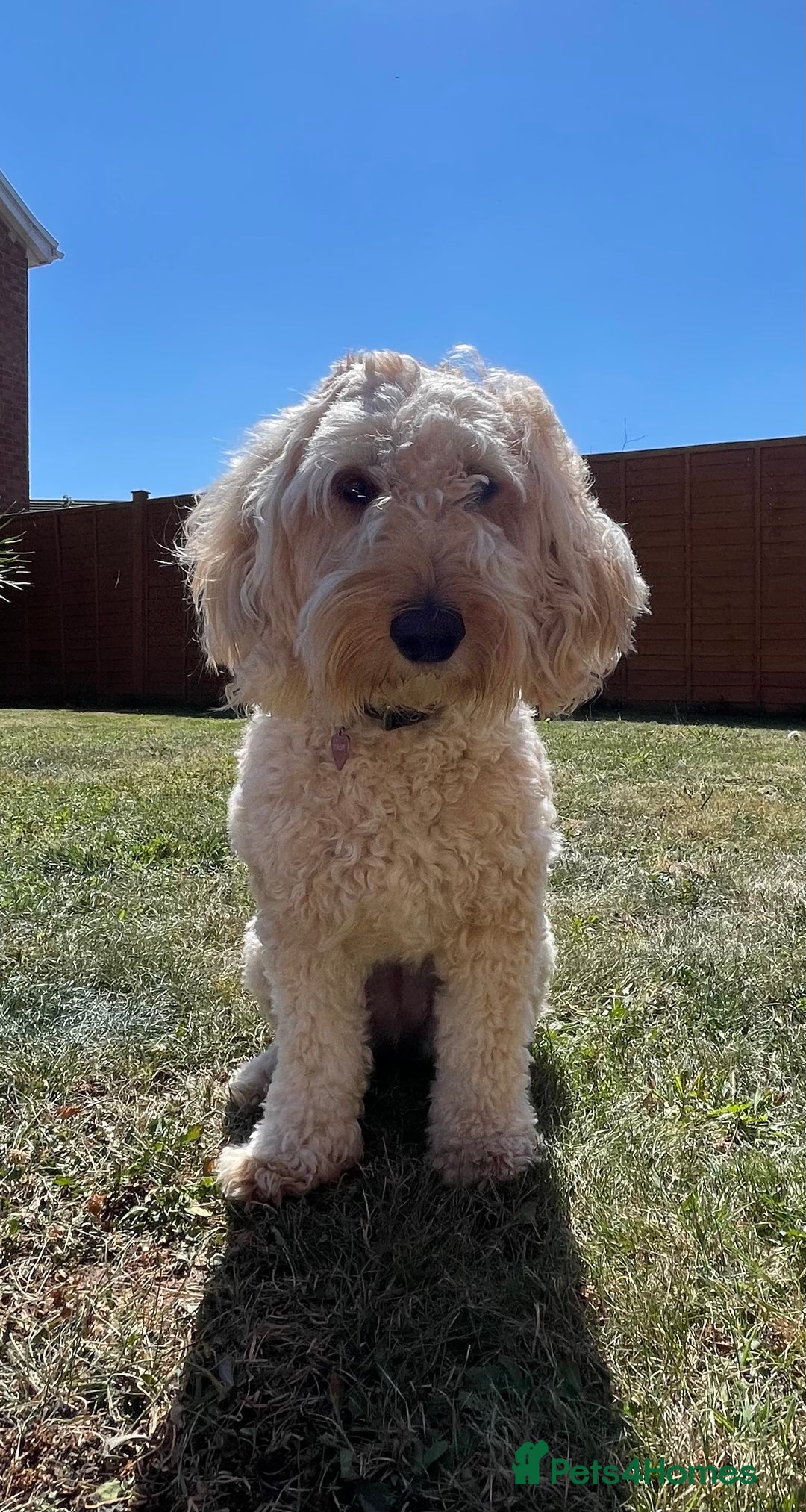 Australian Labradoodle dogs for sale: 5 Australian Labradoodle girls - Advert 2