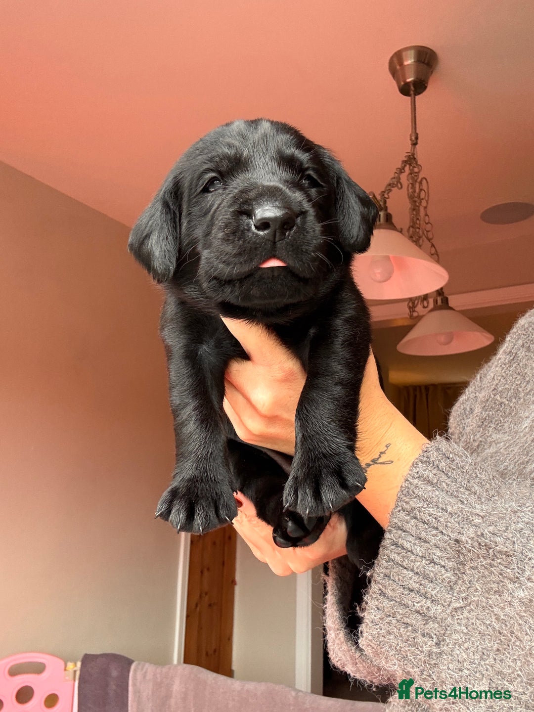 Labrador Retriever dogs for sale: Beautiful KC Labs / DRAKESHEAD - 1 BOY LEFT! - Advert 33