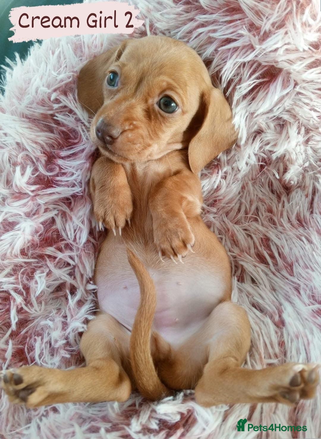 Miniature Dachshund dogs for sale: ✨ Miniature Dachshund– 6 Beautiful Pups! ✨ - Advert 17