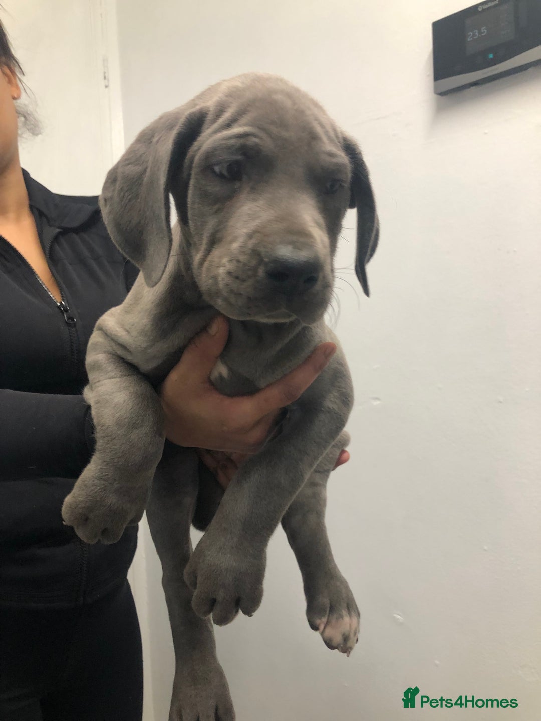 Great Dane dogs for sale: Great Dane puppies waiting list open  - Advert 13