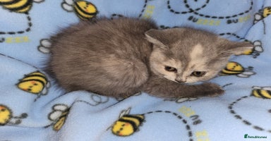 British Shorthair cats - Advert 3